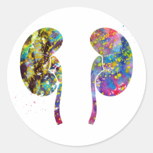 De nieren anatomie ronde sticker