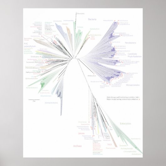 De nieuwe boom van het Poster van het Leven (GROTE (Voorkant)