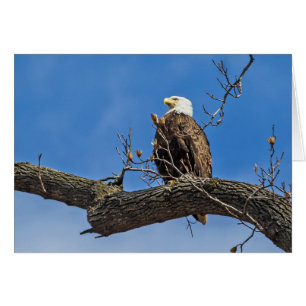 De Noble Bald Eagle