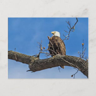 De Noble Bald Eagle Briefkaart