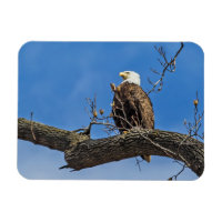 De Noble Bald Eagle