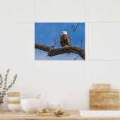 De Noble Bald Eagle Poster (Keuken)