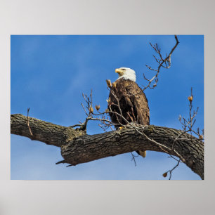 De Noble Bald Eagle Poster