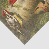 De Noord-Amerikaanse Vogelwereld 1891 illustratie Tissuepapier (Detail)