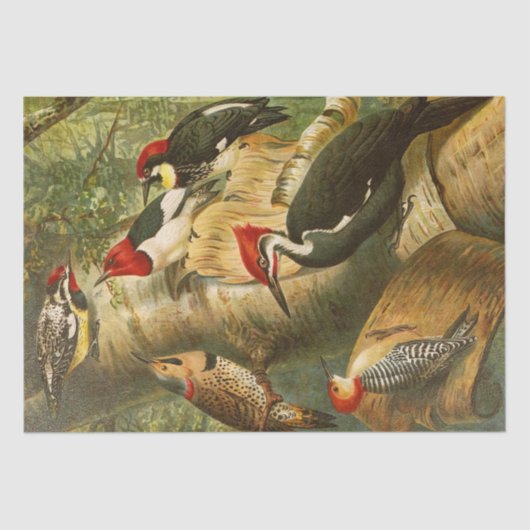 De Noord-Amerikaanse Vogelwereld 1891 illustratie Tissuepapier (Voorkant)