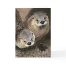 De Noordamerikaanse Otters van de Rivier