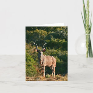 De notakaart van Kudu van de Kaap van het oosten Kaart