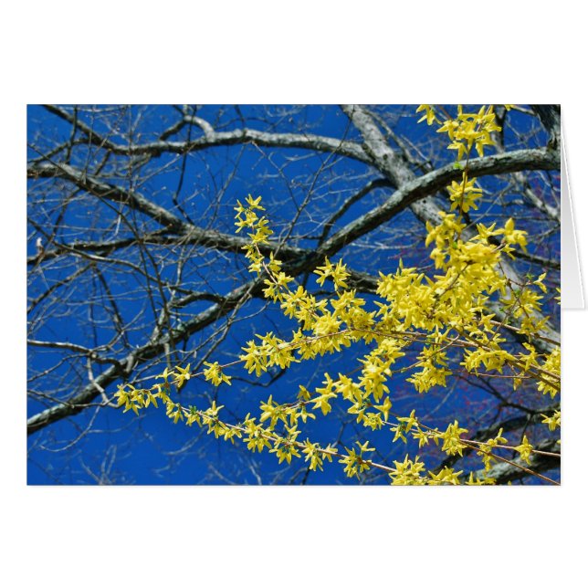 De nouveau (Devant horizontal)