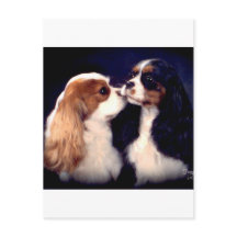 De Nova Tippy van Fleet Street