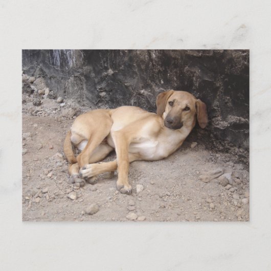 De Nowzad Dogs briefkaart RPG (Voorkant)