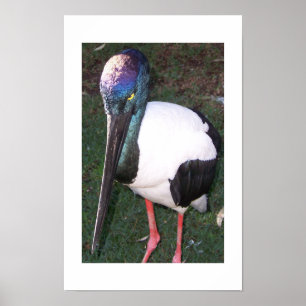 De ogen die volgen Australië Kleurenfotografie Poster