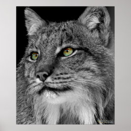 De ogen van de Wilde Lynx Poster