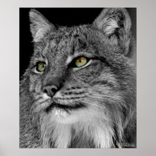 De ogen van de Wilde Lynx Poster