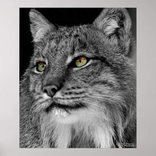 De ogen van de Wilde Lynx Poster (Voorkant)