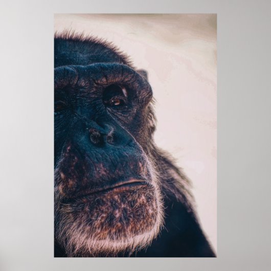DE OLDEST CHIMPANZEE POSTER (Voorkant)