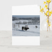 De omgorde Koe van Galloway in een SneeuwLandschap Kaart (Gele Bloem)