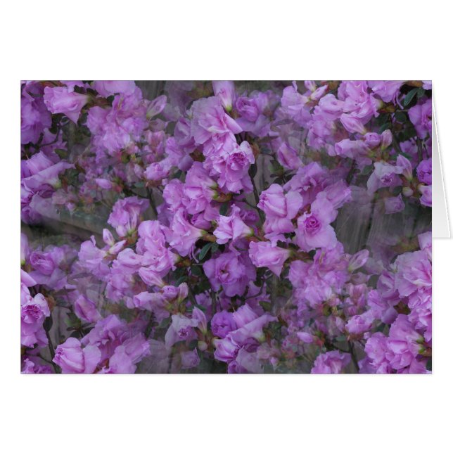 De onafgebroken Azalea's (Voorkant Horizontaal)