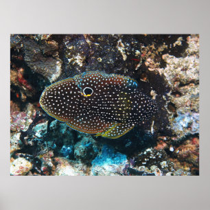 De ongrijpbare komeet poster