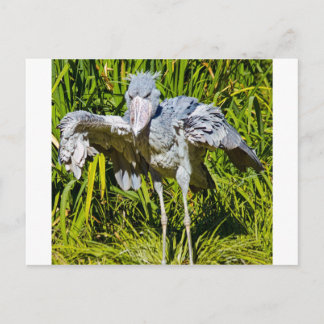 De Ooievaar van Shoebill Briefkaart