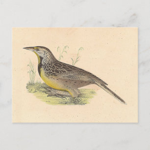 De oostelijke beemdhaai (Sturnella magna) NY Vogel Briefkaart