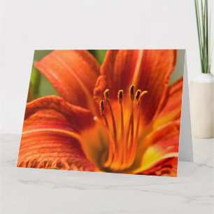 De oranje Lelie Notecard van de Dag Kaart