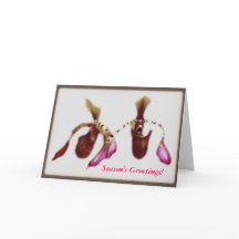 De Orchidee van de Bloem van Kerstmis