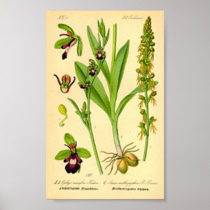 De Orchidee van de vlieg (insectifera Ophrys) Poster