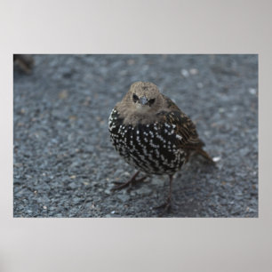 De originele Angry Bird? Poster