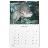 De Oscar Spot Kalender (Jan 2026)