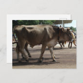 De ossen briefkaart (Voorkant / Achterkant)