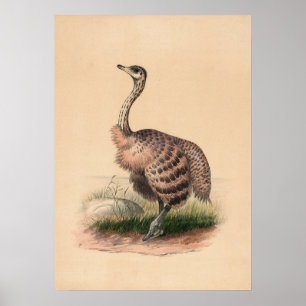 De Ostrich door Joseph Wolf Poster