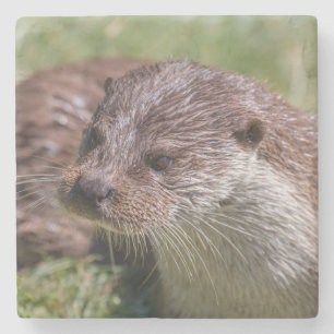 De Otter Resting van Eurazië op zonneschijn Stenen Onderzetter