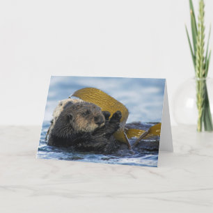 De Otters van het Zee van Californië Kaart