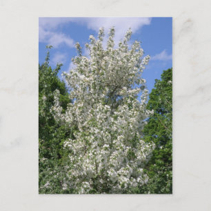 De oude appelboom briefkaart