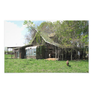 De oude geiten thuis foto afdruk