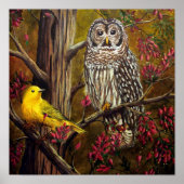 De Owl en de Canarische Eilanden Poster (Voorkant)