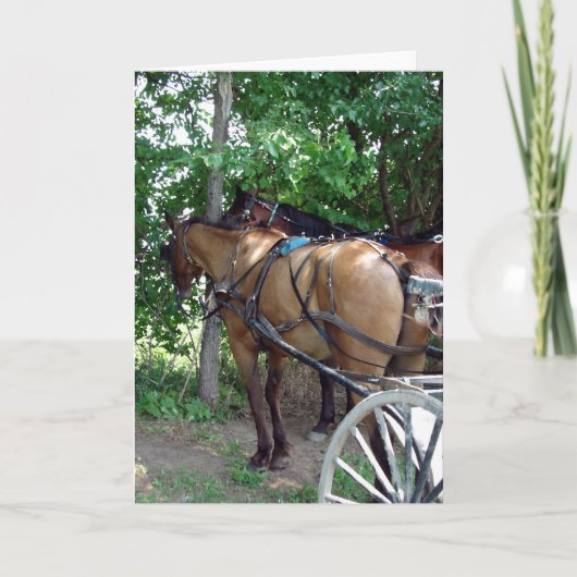 De Paarden van Amish Kaart (Voorkant)