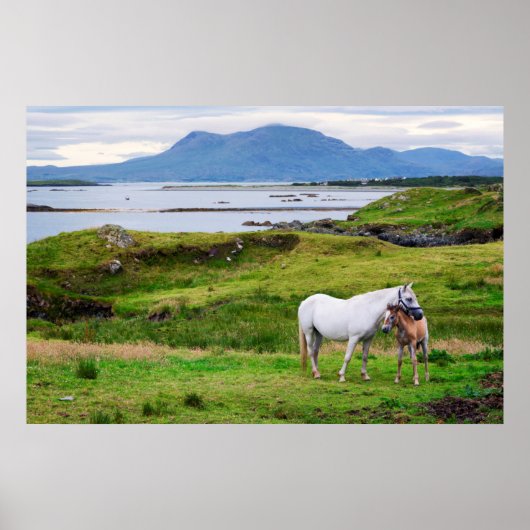 De paarden van Connemara | Galway, Ierland Poster (Voorkant)