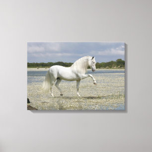 De Paarden van de fantasie: Lord van het Meer Canvas Afdruk