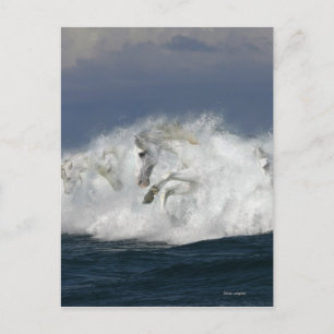 De Paarden van de fantasie: Zee Briefkaart