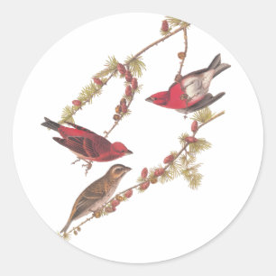 De Paarse Finch Red Birds kunst van Audubon Ronde Sticker