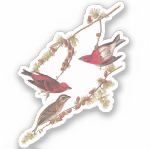 De Paarse Finch Red Birds  kunst van Audubon Sticker