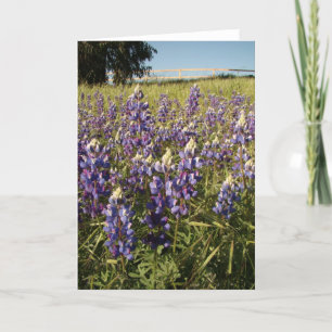 De paarse Lupine bloeit Kaart