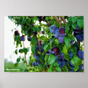 De Paarse Pruimenboom Poster