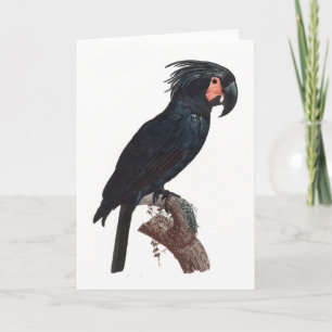 De Palm Cockato, Probosciger aterrimus Parrot Kaart
