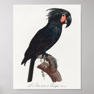 De Palm Cockato, Probosciger aterrimus Parrot Poster
