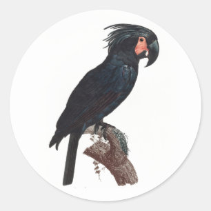 De Palm Cockato, Probosciger aterrimus Parrot Ronde Sticker