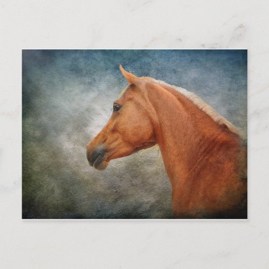 De Palomino Briefkaart (Voorkant)