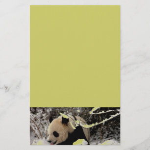 De panda draagt