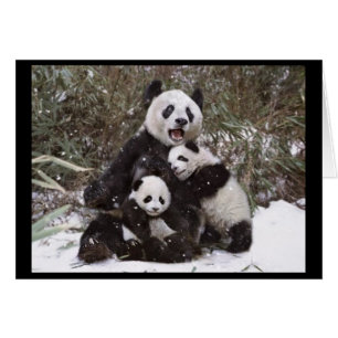 De panda draagt